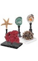 Shells, fish and coral