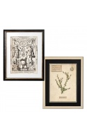 Herbarium und Engravings 