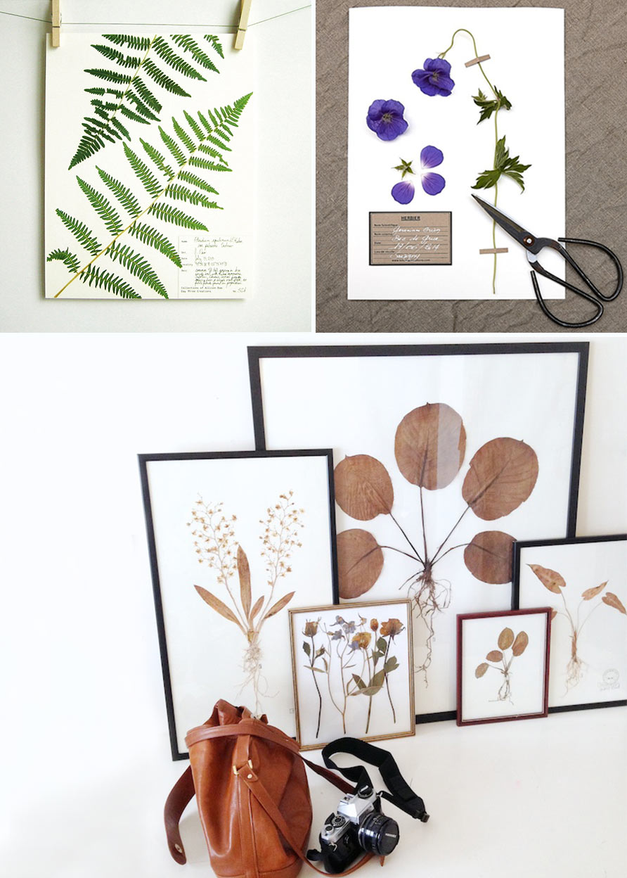 the return of the herbarium of our childhood